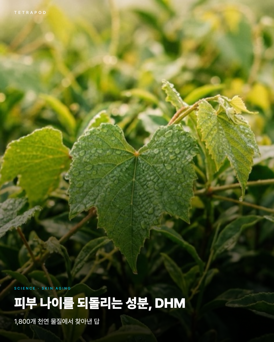 피부 나이를 되돌리는 성분, DHM