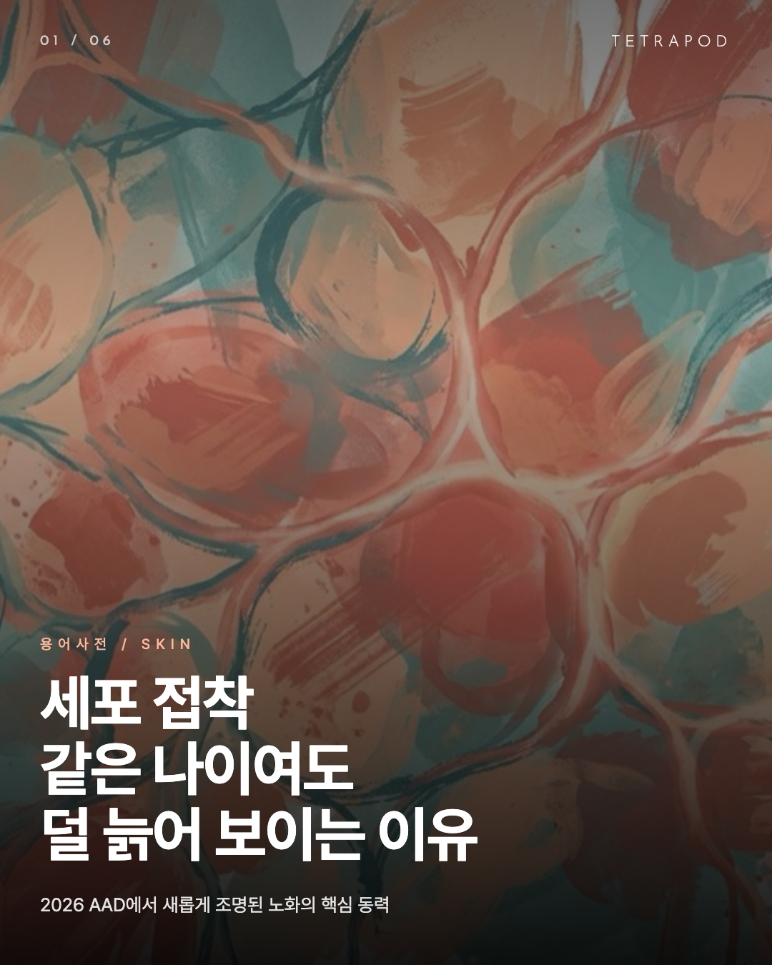 세포 접착, 같은 나이여도 덜 늙어 보이는 이유