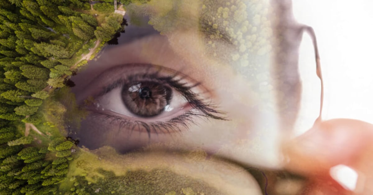 올리브 잎 추출물, 폐경 여성 피부 엘라스틴 유지에 효과