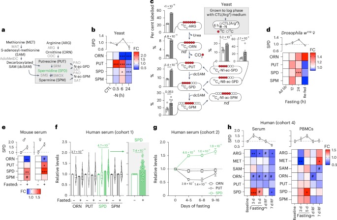 Spermidine: The Autophagy-Activating Longevity Molecule in 2026 Trials