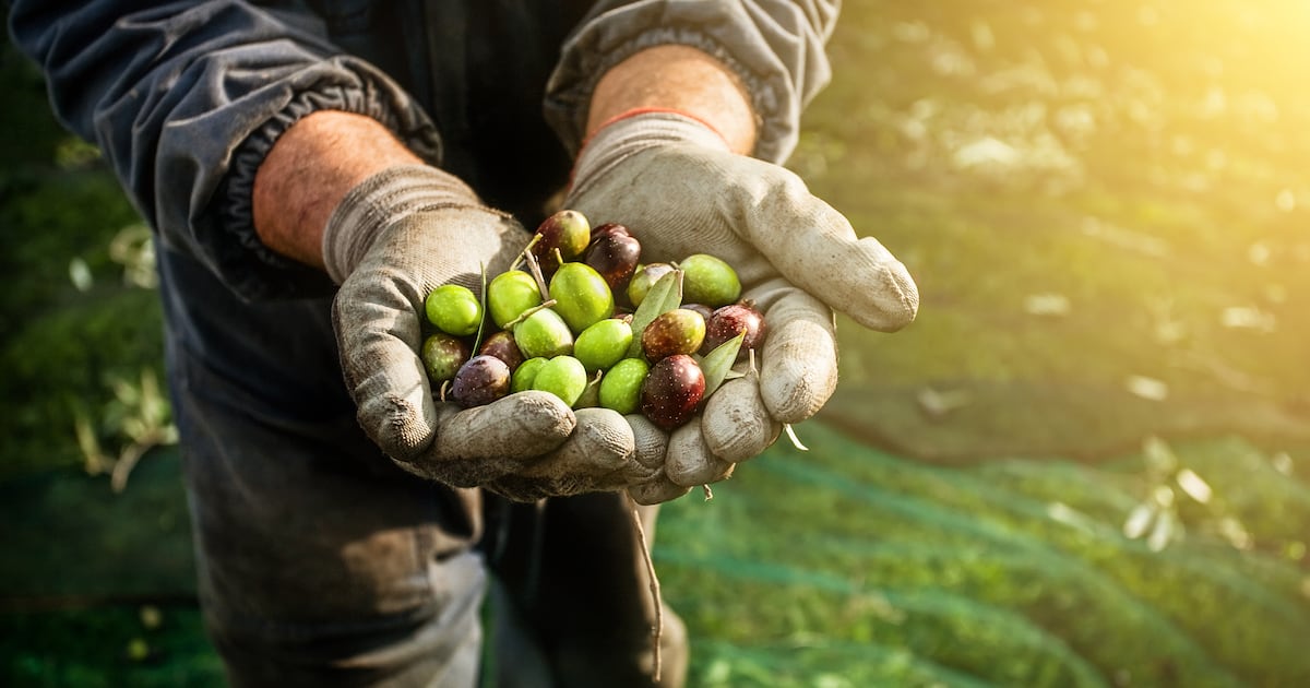 15mg of Olive Polyphenol Improved 7 Aging Biomarkers in 16 Weeks