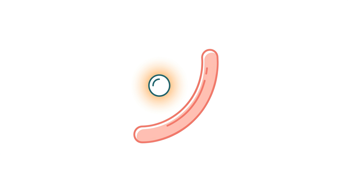 아커만시아 무시니필라란? 장 점막을 지키는 차세대 프로바이오틱