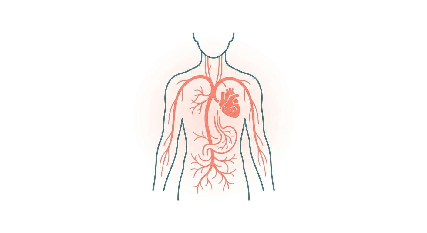 미주신경(Vagus Nerve)·부교감 톤 — 자율신경 균형의 마스터 회로