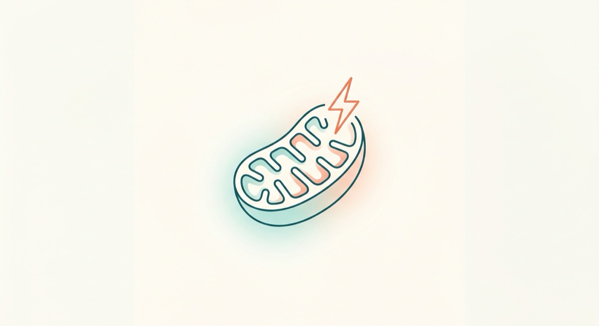 미토콘드리아 막 전위(Mitochondrial Membrane Potential, MMP)